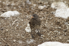 Vampire Ground-Finch photo 4
