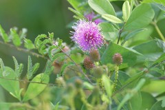 Mimosa hystricina