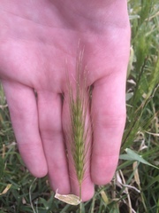 Hordeum pusillum