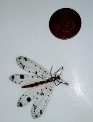 Dendroleon obsoletus