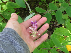 Lathyrus venosus