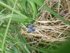 Glaucopsyche lygdamus image