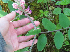 Lathyrus venosus