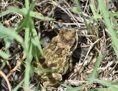 Peltophryne peltocephala