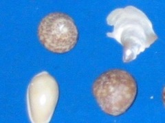 Agathistoma fasciatum