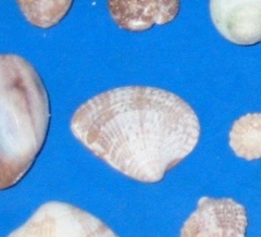 Chione cancellata
