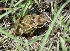 Peltophryne peltocephala