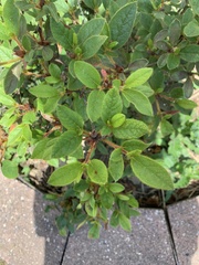 Rhododendron simsii