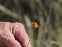 Strangalia sexnotata