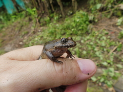 Leptodactylus ventrimaculatus