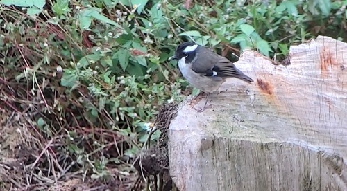 Heteromyias albispecularis observed 2019-07-13