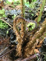 Dryopteris affinis