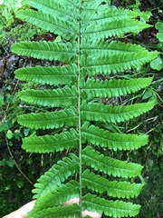 Dryopteris affinis