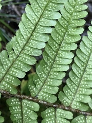 Dryopteris affinis