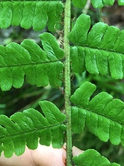 Dryopteris affinis