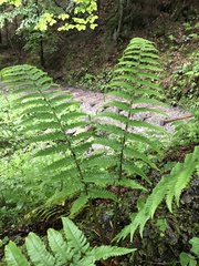 Dryopteris affinis