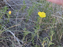 Oenothera serrulata