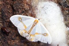 Macrocilix mysticata watsoni