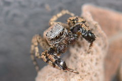Habronattus oregonensis