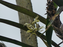 Prosthechea chimborazoensis