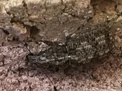 Meconemus infuscatus