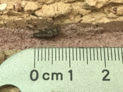 Meconemus infuscatus