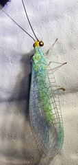 Ceraeochrysa