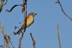 Polystictus pectoralis