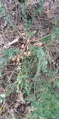 Astragalus wolgensis