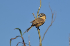 Polystictus pectoralis