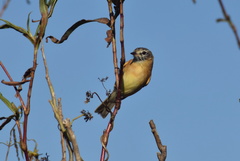 Polystictus pectoralis
