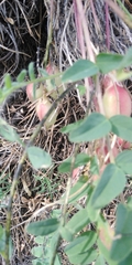 Astragalus wolgensis