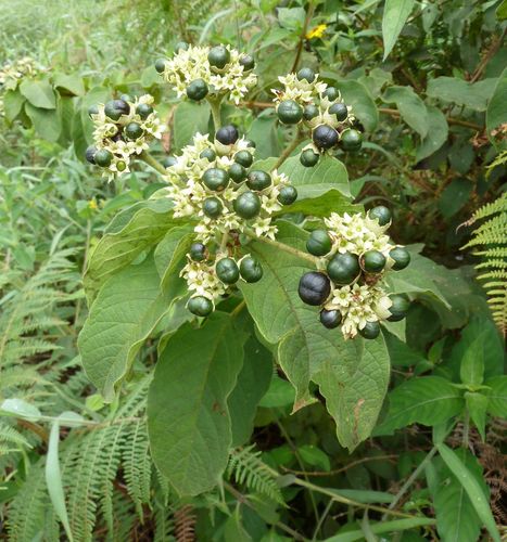 Clerodendrum polycephalum