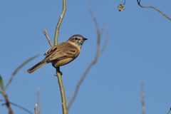 Polystictus pectoralis