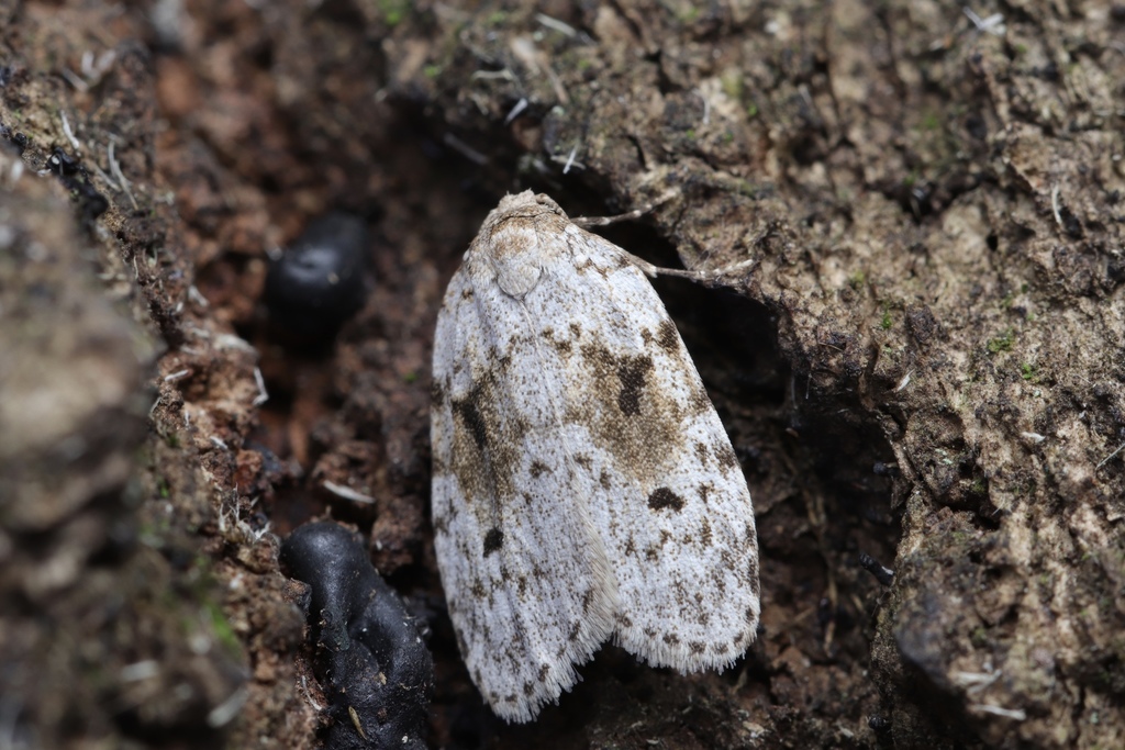 Siccia obscura