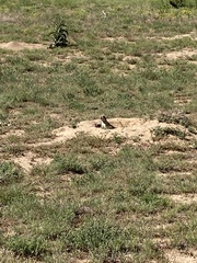 Cynomys ludovicianus