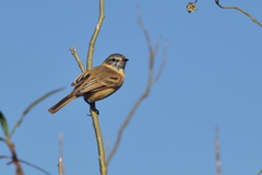Polystictus pectoralis