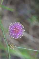 Mimosa microphylla