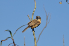 Polystictus pectoralis