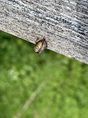 Calligrapha philadelphica
