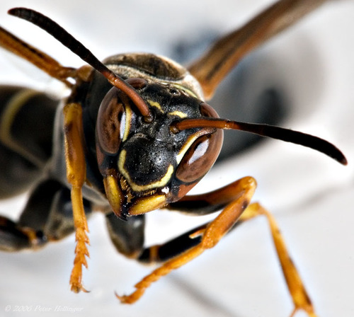 Northern Paper Wasp, Sharon, VT, USA, photo 6 of 10