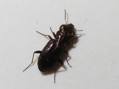 Notiophilus rufipes