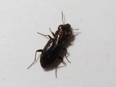 Notiophilus rufipes