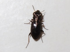 Notiophilus rufipes
