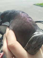 Columba livia domestica