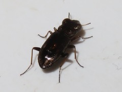 Notiophilus rufipes