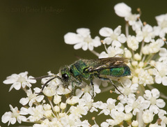 Chrysidoidea