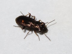 Notiophilus rufipes