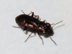 Notiophilus rufipes