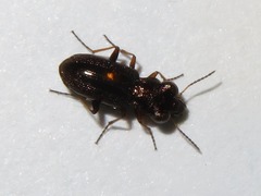 Notiophilus rufipes